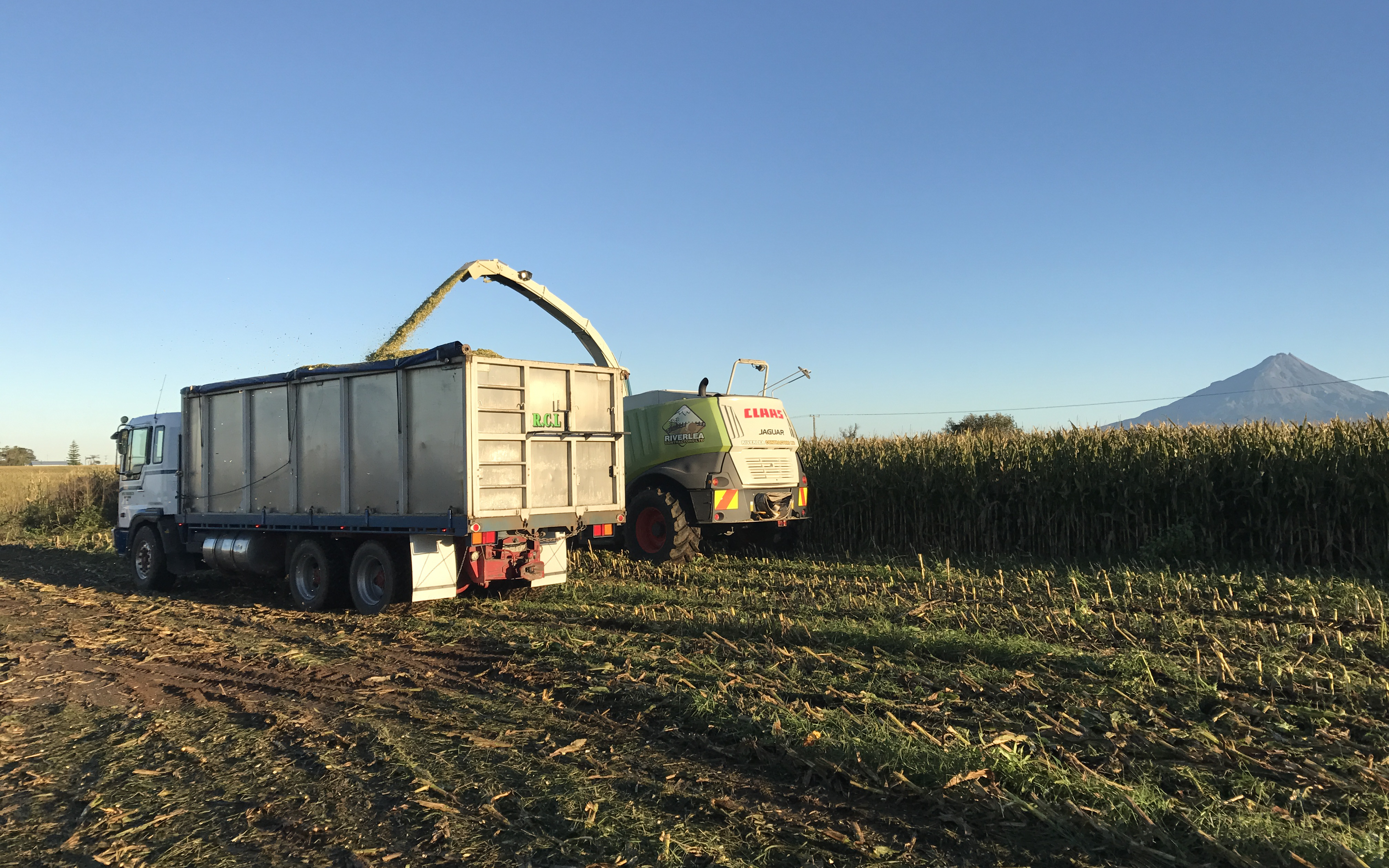 Bin Trailers & Trucks Carting Maize