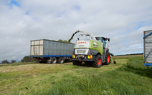 Silage Harvesting with Forage Harvesters